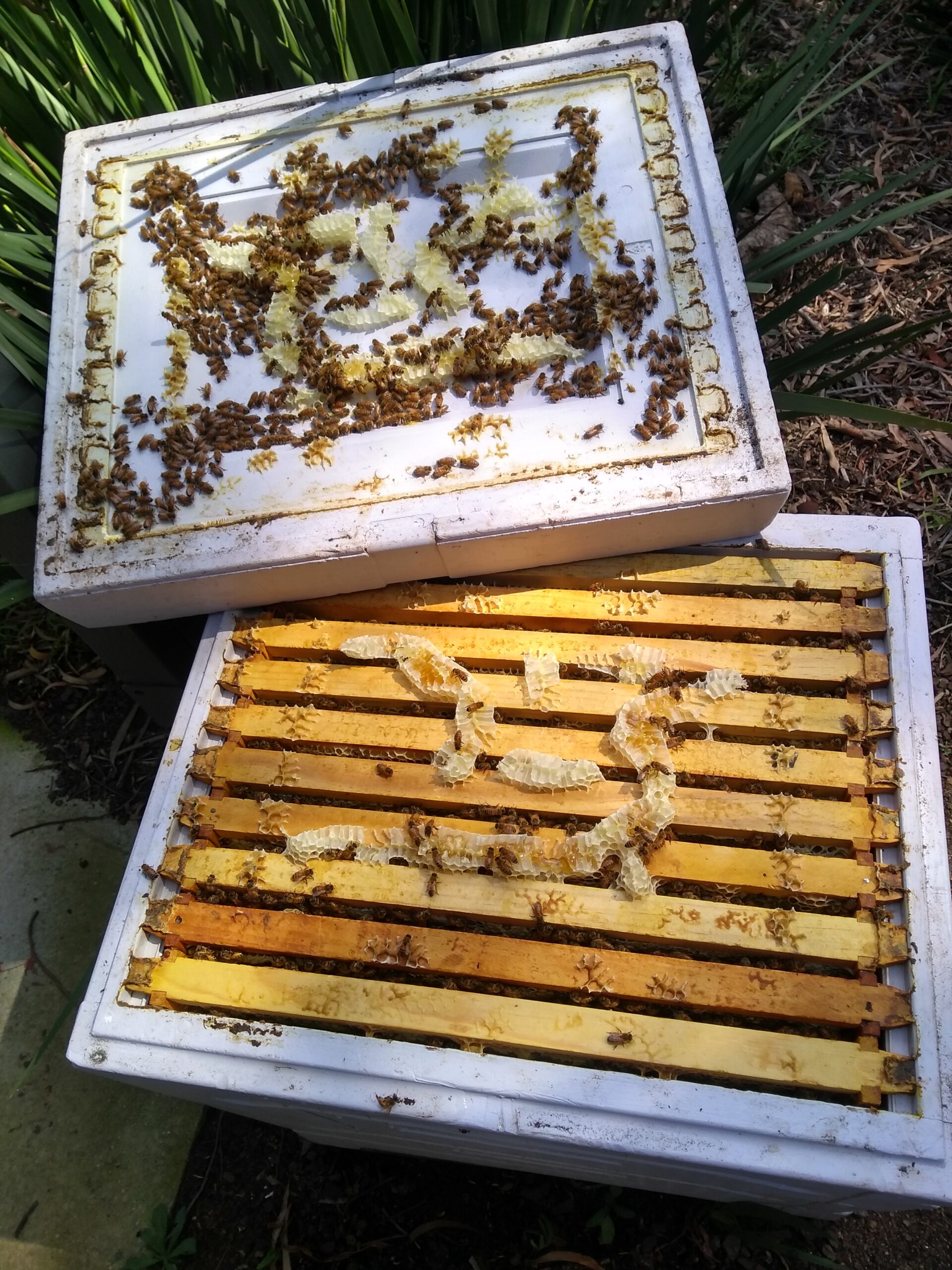 Hive ready to split