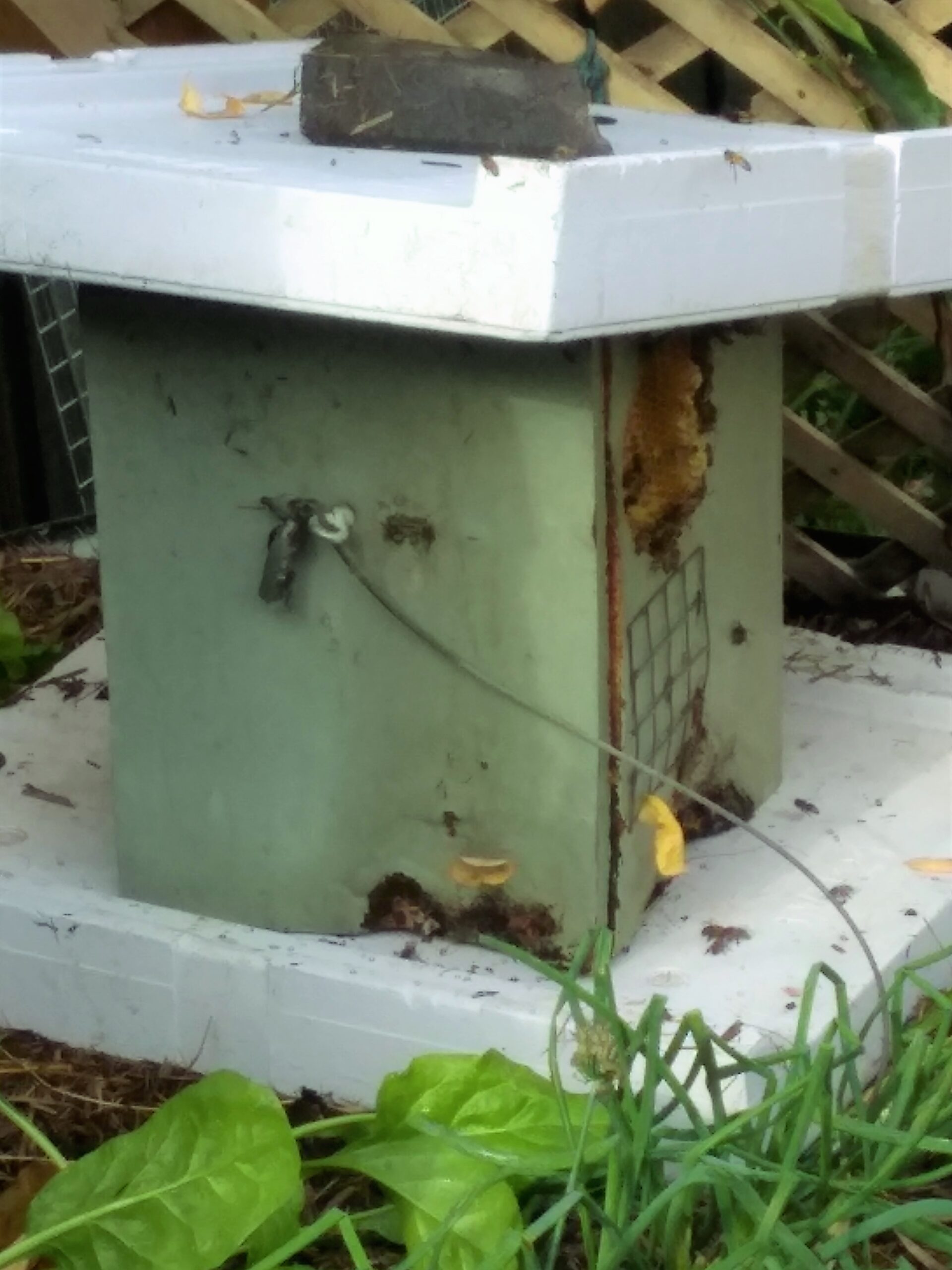 Possum Hive