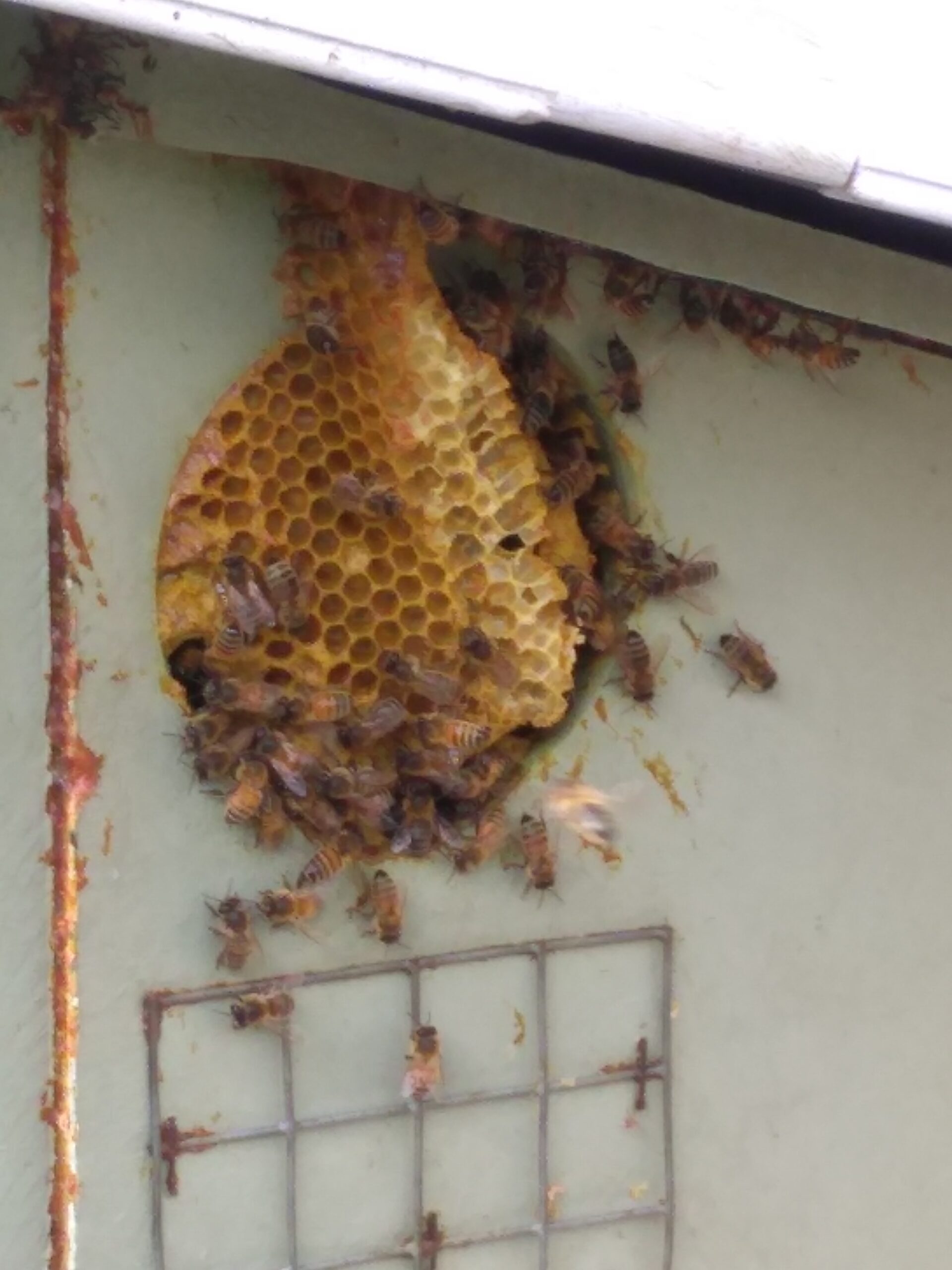 Entrance to Possum Hive